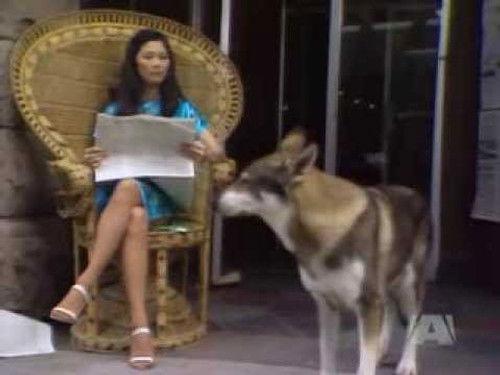 The Littlest Hobo Season 3 Episode 18 - Rex Badger P.I.