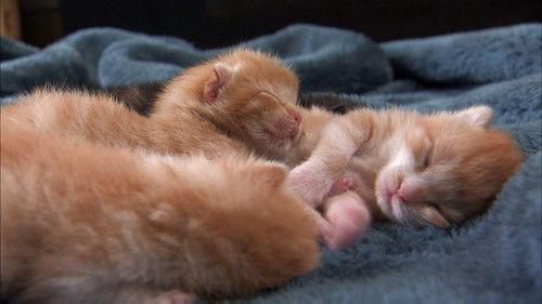 Too Cute Season 4 Episode 4 - Kittens in Wonderland