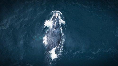 The Wild Ones Season 1 Episode 6 - Whales