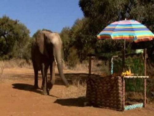 Wild at Heart Season 3 Episode 1 - Episode 1