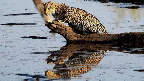 Natural World Season 35 Episode 1 - Africa's Fishing Leopards