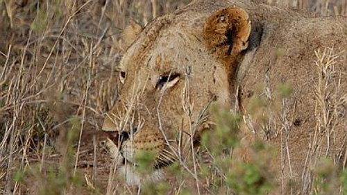 Natural World Season 17 Episode 15 - The Man-Eaters of Tsavo