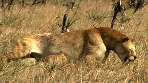 Prehistoric Park Season 1 Episode 4 - Saving the Sabretooth