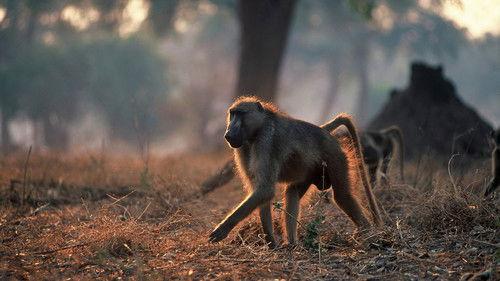 Nature Season 24 Episode 10 - Murder in the Troop