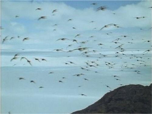 Life in the Freezer Season 1 Episode 3 - The Race to Breed