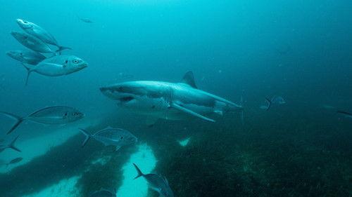 Super Shark Highway Season 1 Episode 1 - Food, Glorious Food