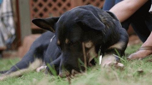 The Wizard of Paws Season 2 Episode 7 - Trigger