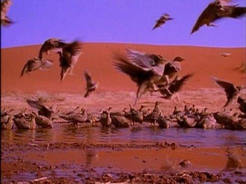 The Life of Birds Season 1 Episode 10 - The Limits of Endurance