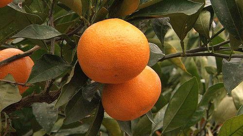 Seasoning the Seasons Season 5 Episode 14 - Mikan: Japan's Favorite Citrus Fruit