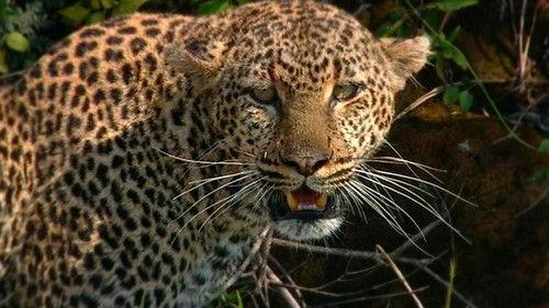 Nature Season 29 Episode 6 - Revealing the Leopard