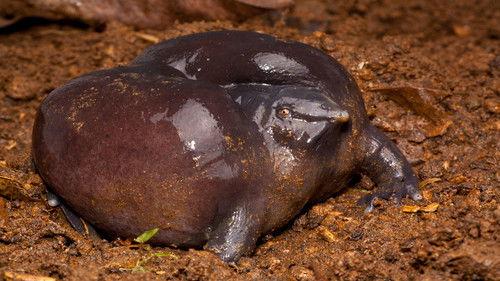 Nature Season 33 Episode 4 - Animal Misfits