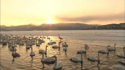 Wild Hokkaido! Season 4 Episode 9 - Lake Kussharo in Winter