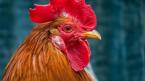 Torpet Kjendis Season 5 Episode 17 - Episode 17