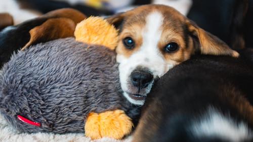 Dog Squad Puppy School Season 4 Episode 5 - Episode 5