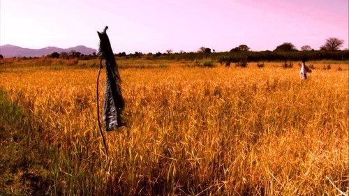 Human Planet Season 1 Episode 6 - Grasslands: Roots of Power