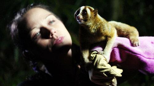 Natural World Season 31 Episode 7 - Jungle Gremlins of Java