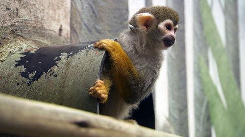 Dyrepasserne Season 8 Episode 14 - Episode 14