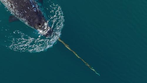 Our Oceans Season 1 Episode 4 - Arctic Ocean