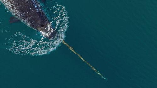 Our Oceans Season 1 Episode 4 - Arctic Ocean