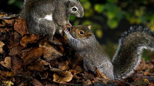 Nature Season 35 Episode 8 - Spy in the Wild: Intelligence