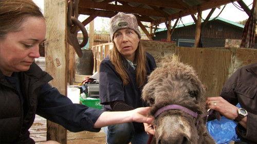 Dr. Oakley, Yukon Vet Season 2 Episode 4 - A Face Full of Quills