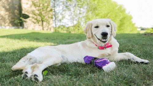 The Wizard of Paws Season 3 Episode 7 - Marvel