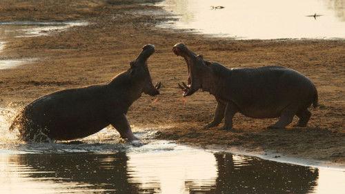 Africa's Deadliest Season 1 Episode 3 - Lethal Weapons