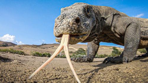 Spy in the Wild Season 2 Episode 3 - The Islands