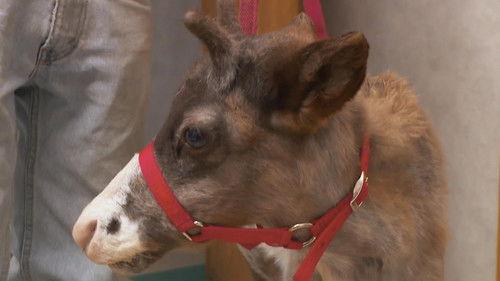 The Incredible Dr. Pol Season 13 Episode 4 - Doc Got Run Over by a Reindeer