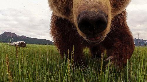 Great Bear Stakeout Season 1 Episode 2 - Drama In The Wilderness