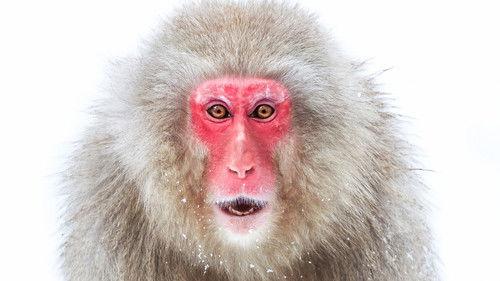 Frozen Planet II Season 1 Episode 3 - Frozen Peaks