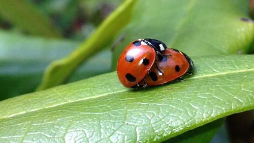 Nature Season 18 Episode 17 - The Nature of Sex