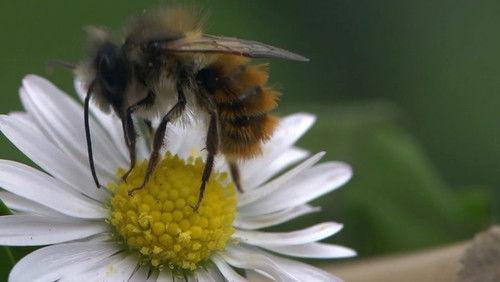 Jimmy's Big Bee Rescue Season 1 Episode 1 - Episode 1