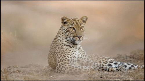 Africa's Hunters Season 3 Episode 4 - The Leopard Who Changed Her Spots