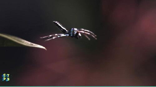 C'est toujours pas sorcier Season 2 Episode 12 - Episode 12