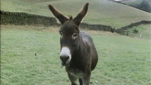 Last of the Summer Wine Season 8 Episode 4 - Catching Digby's Donkey