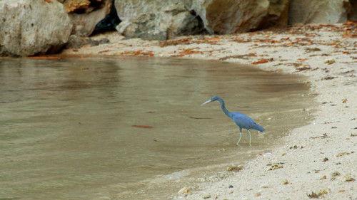 Robinson Season 25 Episode 7 - Episode 7