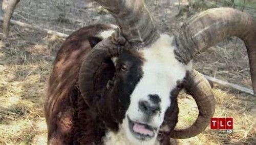 American Chopper Season 5 Episode 25 - Dodge Ram Bike