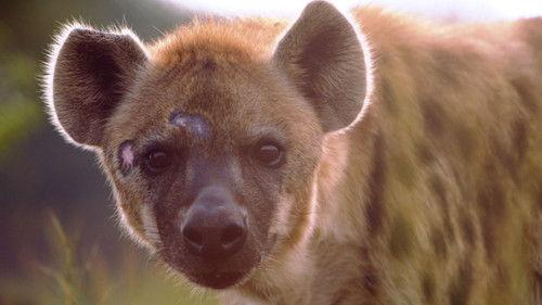 Animal Fight Night Season 5 Episode 8 - Total Domination