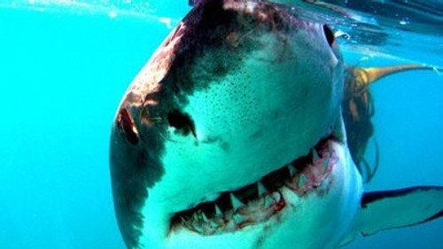 Natural World Season 28 Episode 6 - Great White Shark: A Living Legend