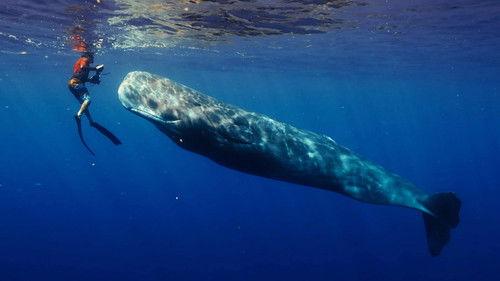 Nature Season 42 Episode 12 - Patrick and the Whale