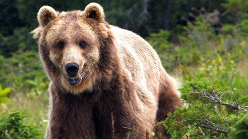Natural World Season 34 Episode 3 - France: The Wild Side