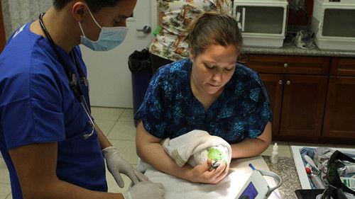 Dr. K's Exotic Animal ER Season 1 Episode 1 - Bunny Nose Job