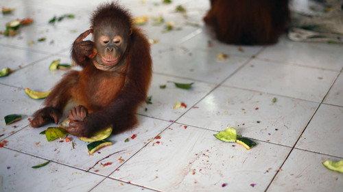 Orangutan Jungle School Season 2 Episode 2 - Dilla’s Surprise