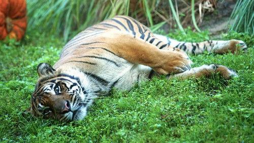 Magic of Disney's Animal Kingdom Season 1 Episode 6 - Peri’s Prickly Pregnancy