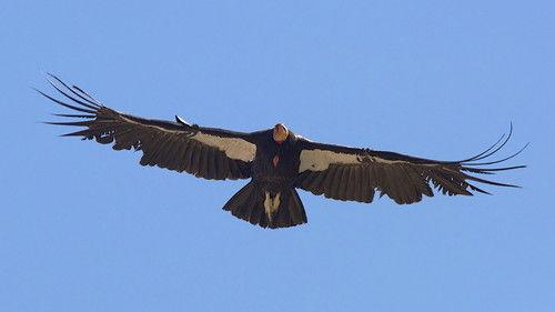 Nature Season 18 Episode 18 - Animal Attractions: Amazing Tales from the San Diego Zoo