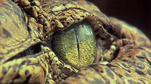 Nature Season 21 Episode 7 - The Reptiles: Alligators and Crocodiles
