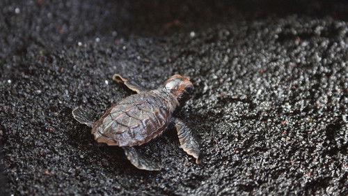 Wild Hawaii Season 1 Episode 1 - Land of Fire