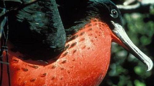 Natural World Season 17 Episode 16 - Islands of the Vampire Birds