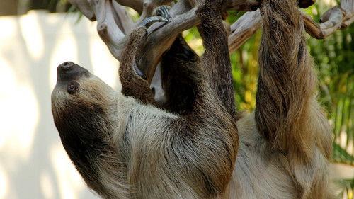 Secrets of the Zoo: Tampa Season 3 Episode 12 - Spring Training